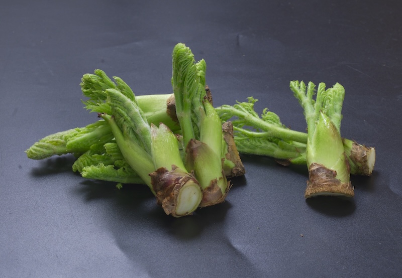 たらの芽の写真